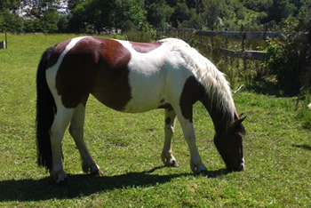 Criollo horse Esperanza of team Antilco